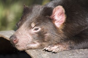 Tasmanian Devil 2.jpg